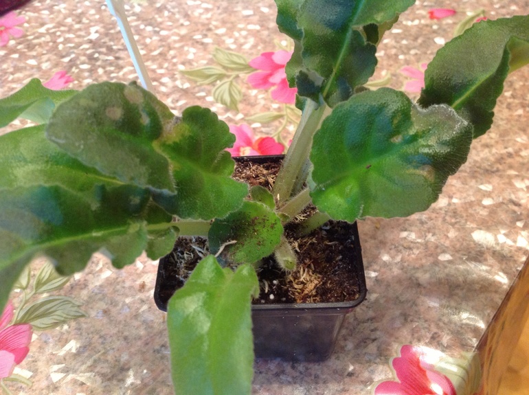 Что с листьями фиалки?