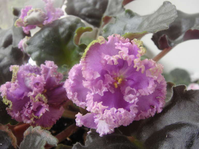 Мои фиалки (продолжение)