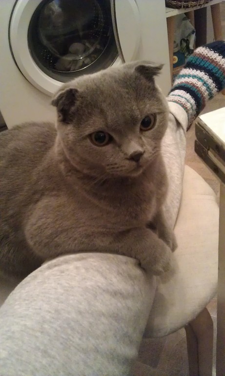 Вор в доме! или наглая серая морда))