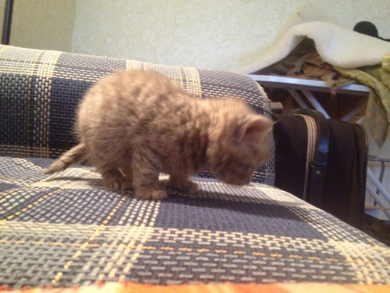 Отдам котят!