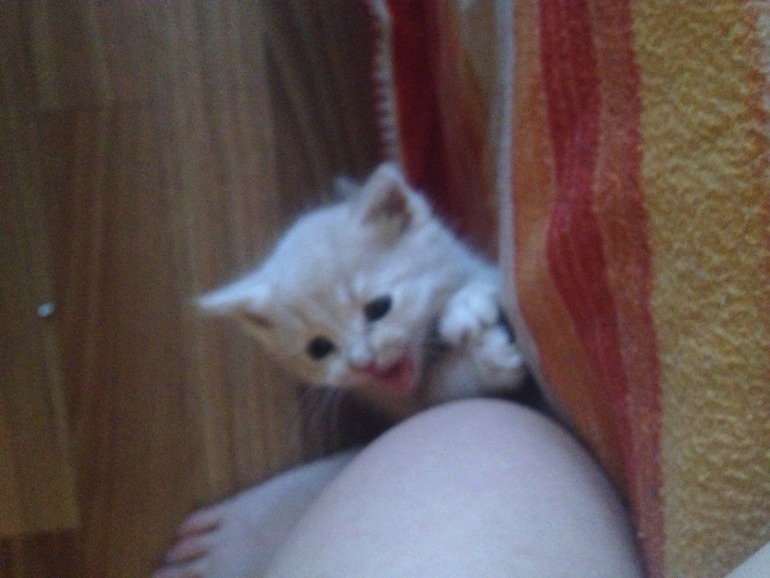 Отдам котят!