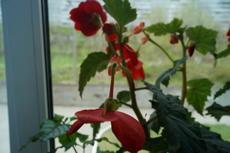 Мой мини РАЙ!