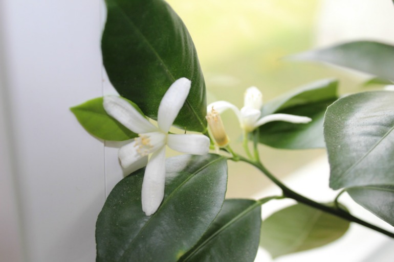 Мой мини РАЙ!