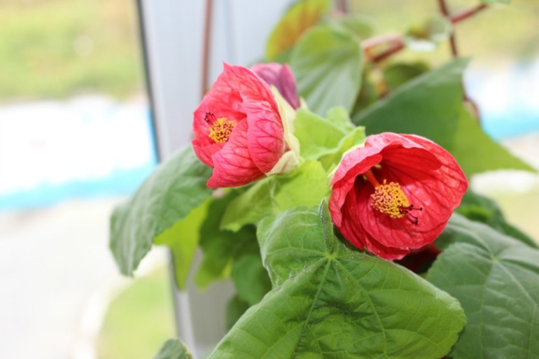 Мой мини РАЙ!