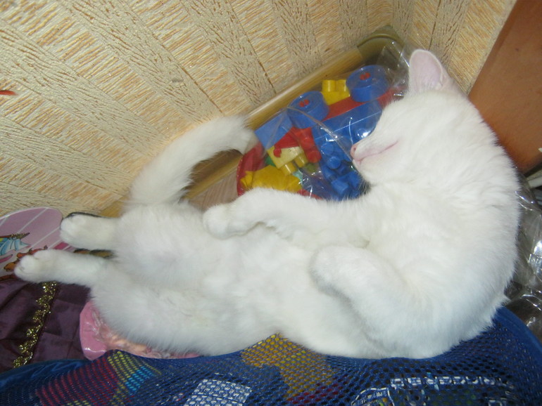 Так мы спим. Шугик.