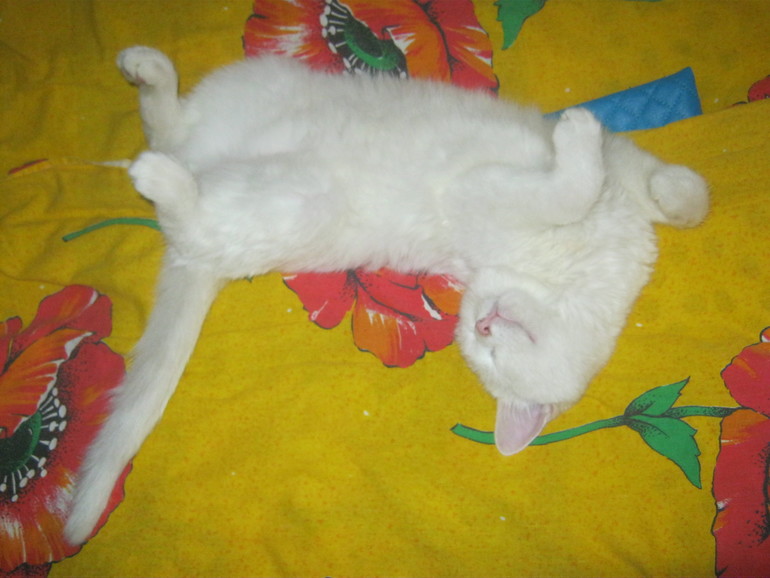 Так мы спим. Шугик.