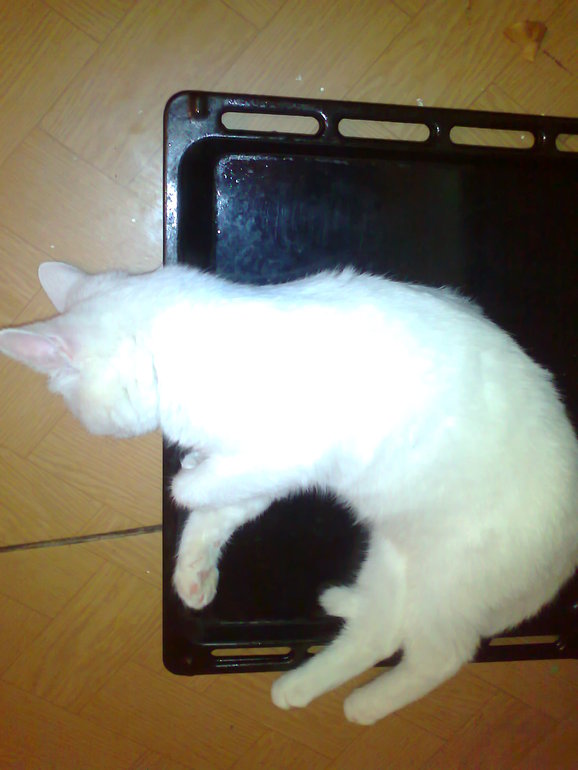 Так мы спим. Шугик.