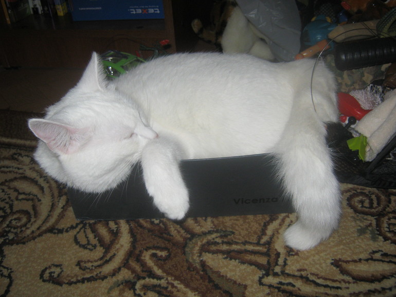 Так мы спим. Шугик.