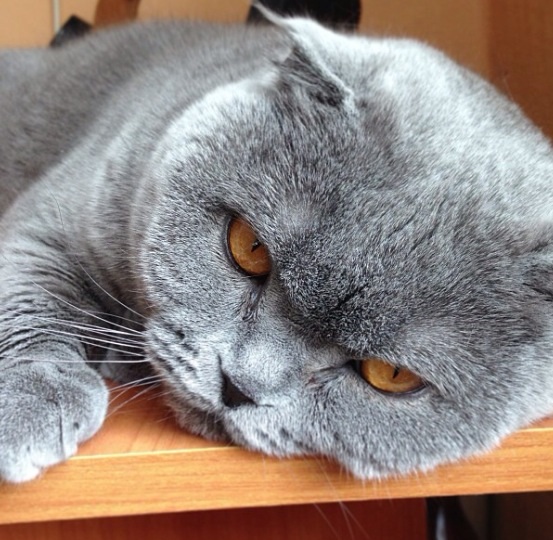 Наши любимчики!!!!