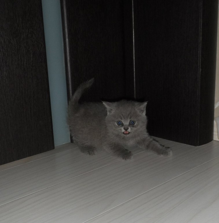 ОТДАДИМ котят БРИТАНЦЕВ метисов в хорошие руки!!!