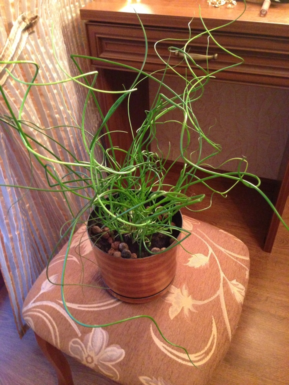 Покажу свои новые цветочки! Полюбуйтесь!