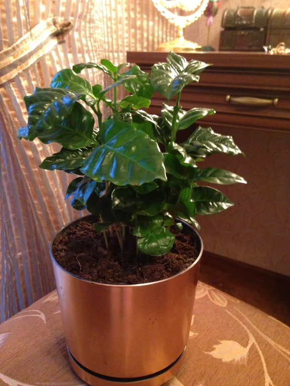 Покажу свои новые цветочки! Полюбуйтесь!