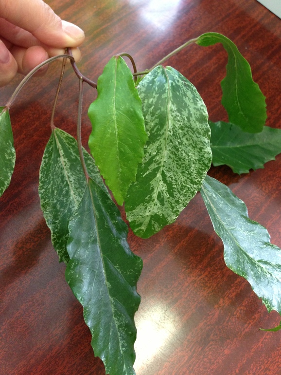 Девочки, помогите опознать пожалуйста