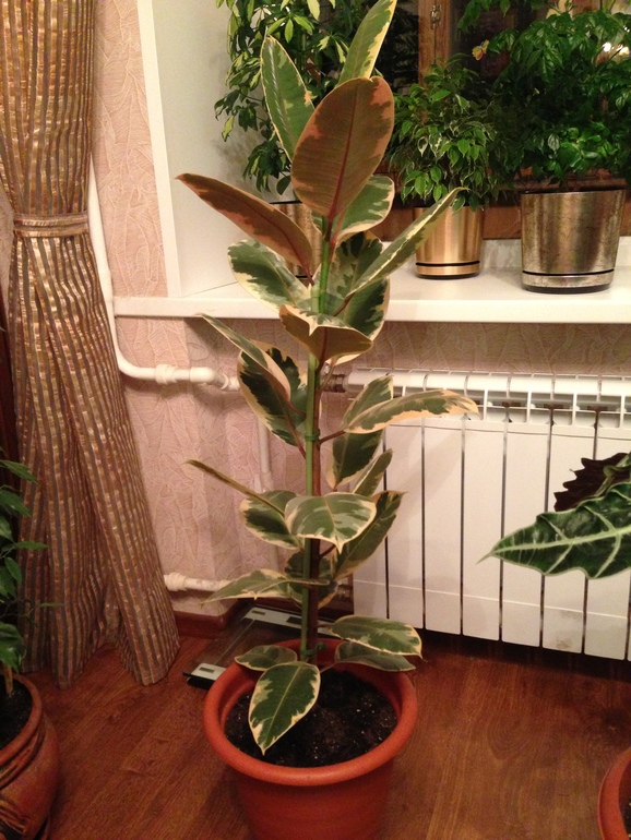 мои любимчики