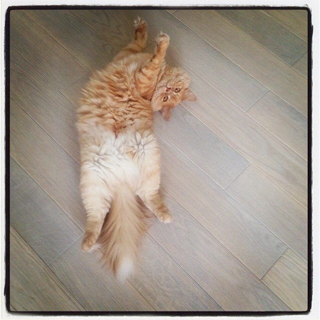 Беременность если дома есть животные