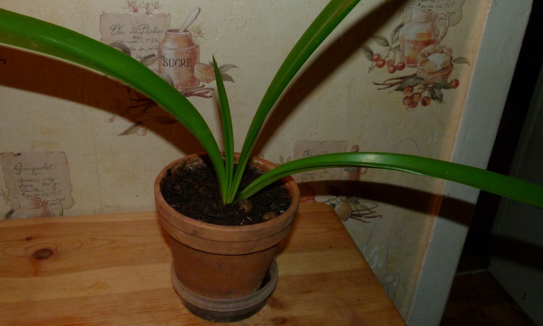 Продаю амариллисы