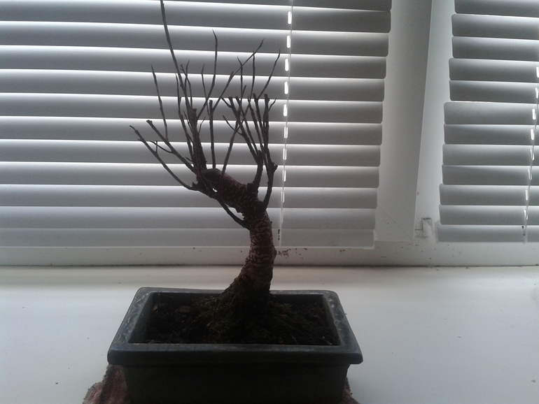 Фикус... Помогите!!!