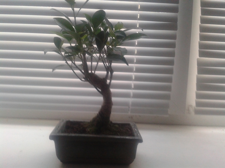 Фикус... Помогите!!!