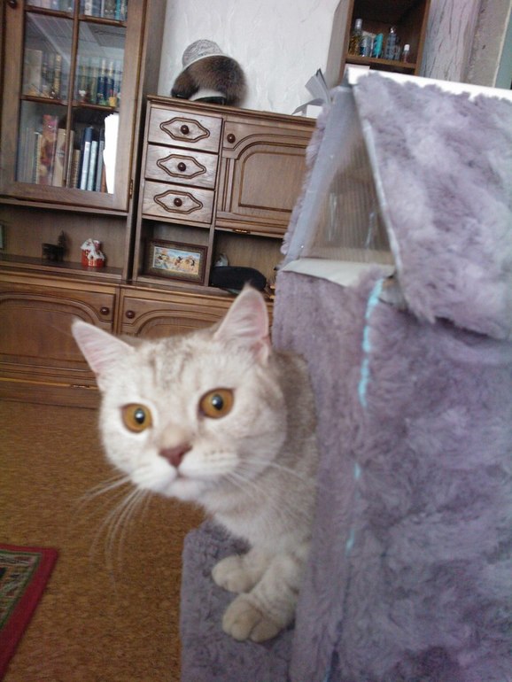 Принимайте и наших любимцев!:)