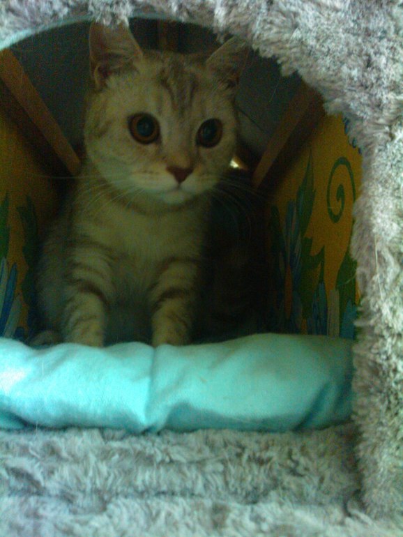 Принимайте и наших любимцев!:)