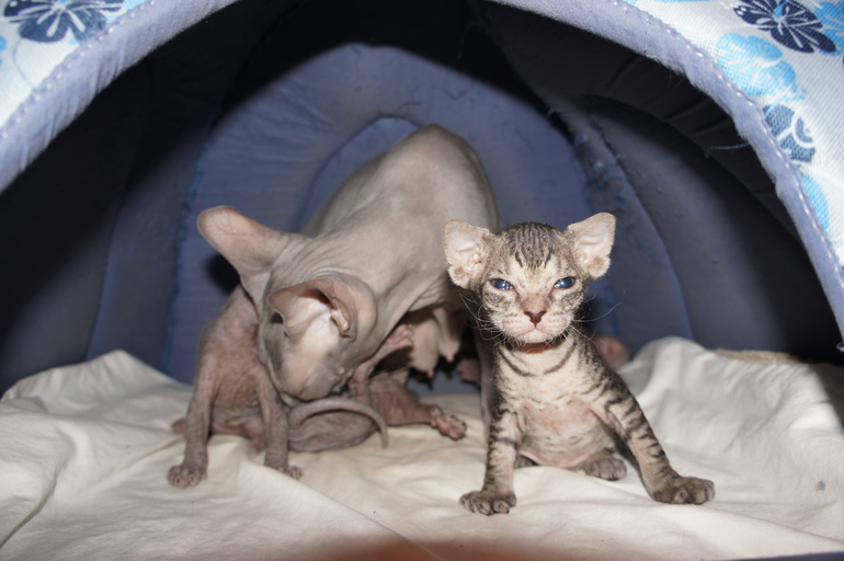 Наше семейство эльфов))))