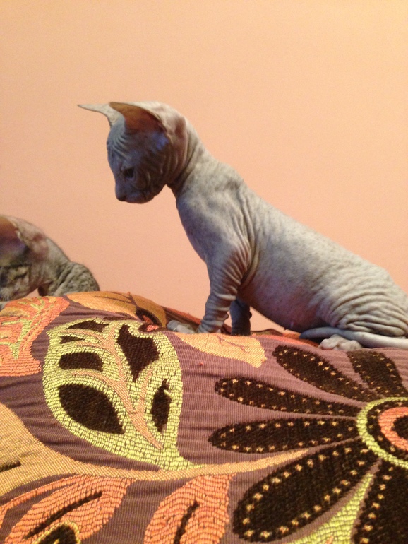 Наши малышастики!!!