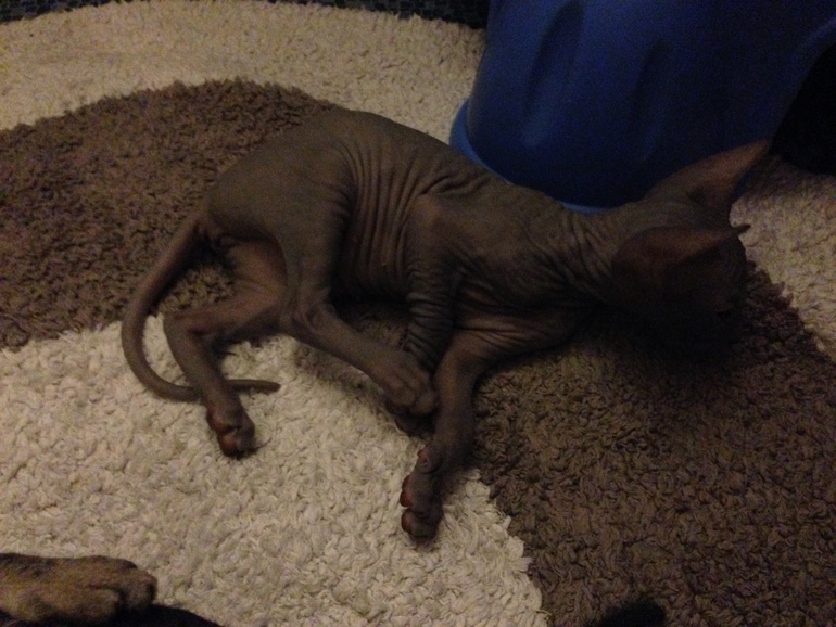 Ушастики наши любимые!