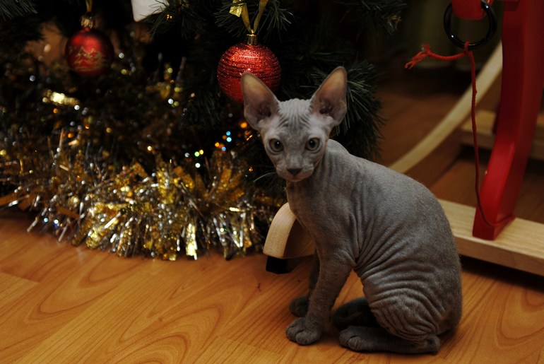 Волосатая Люська))