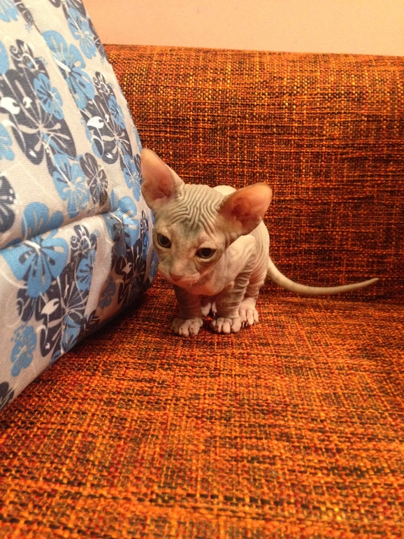 Наши малышастики!!!