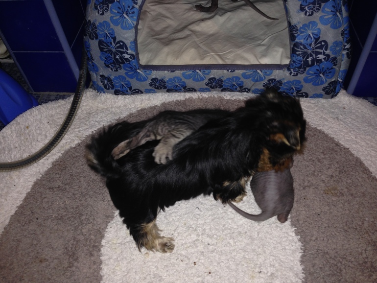 наш Котенок номер 5)))