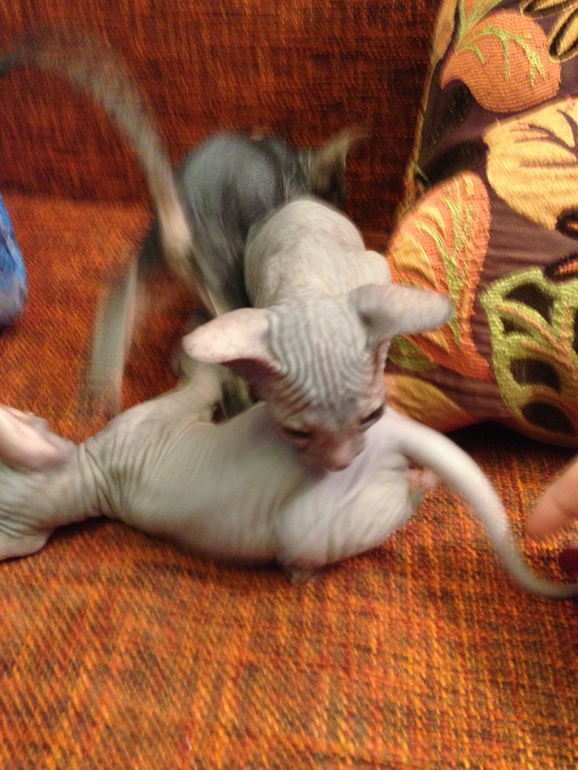 Наши малышастики!!!