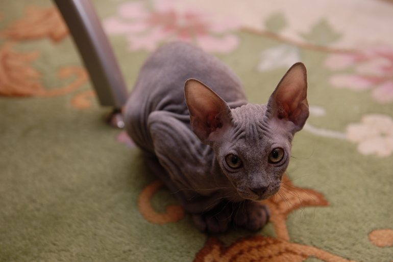 Волосатая Люська))