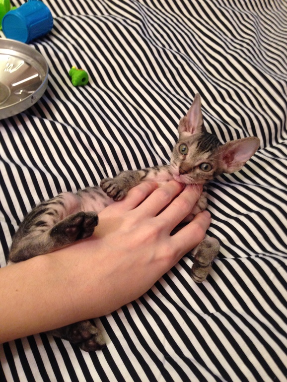 Ушастики наши любимые!