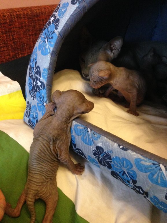 16 дней крыськам моим))