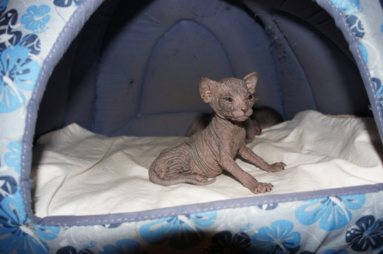 Наше семейство эльфов))))