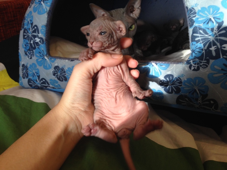 16 дней крыськам моим))