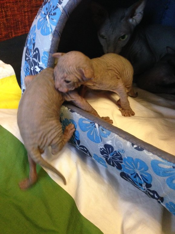 16 дней крыськам моим))