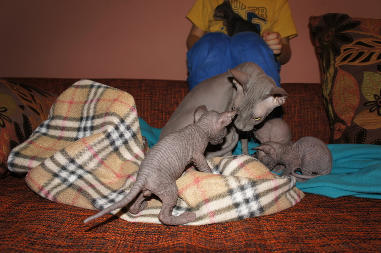 Наше семейство эльфов))))