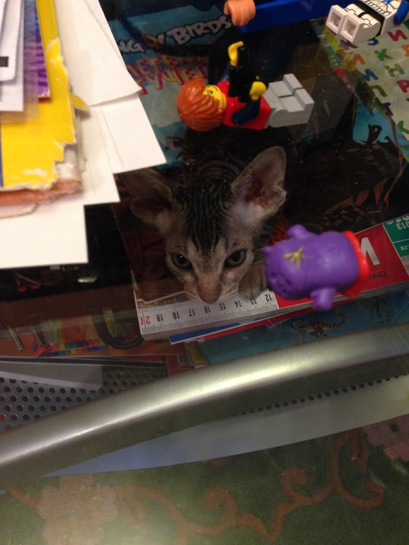 Ушастики наши любимые!