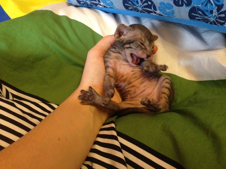 16 дней крыськам моим))