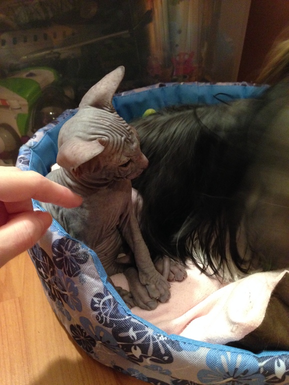 Ушастики наши любимые!