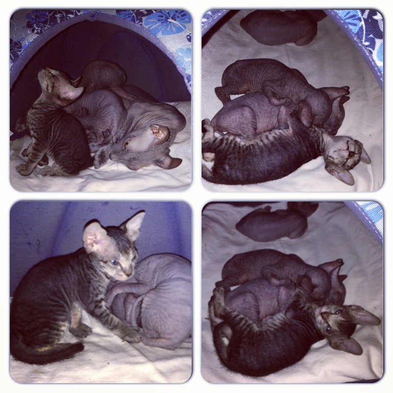 1 месяц ушастикам!!!))