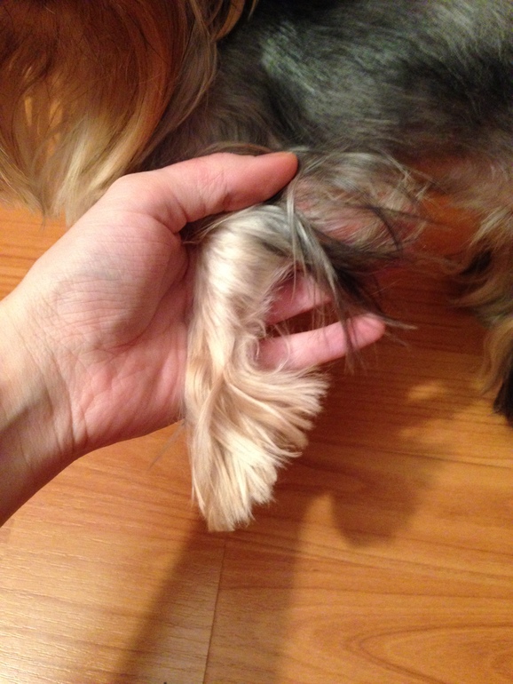 Кукси сладкая девочка)