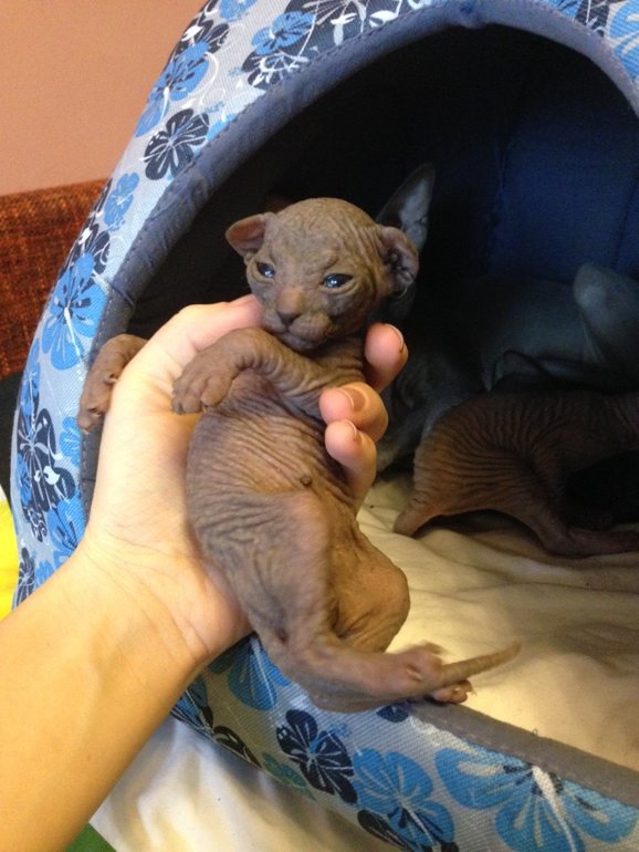 16 дней крыськам моим))