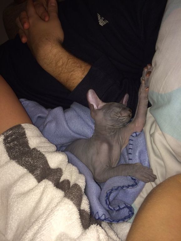 Срочно продается котенок сфинкса!!!!