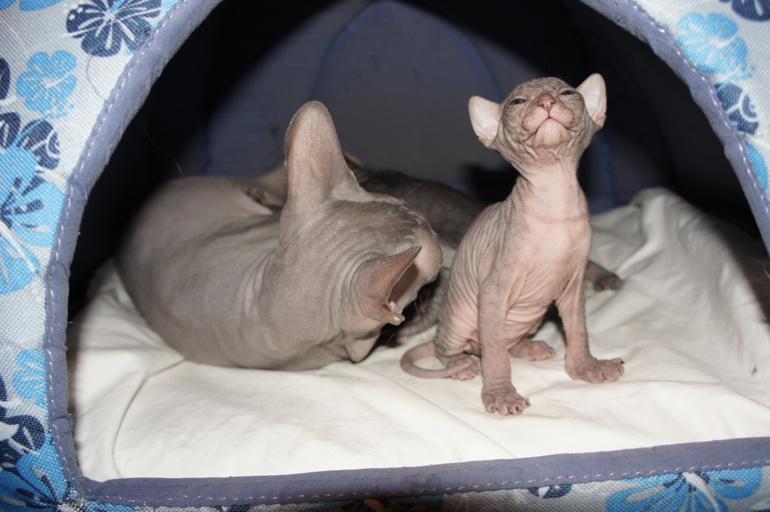 Наше семейство эльфов))))