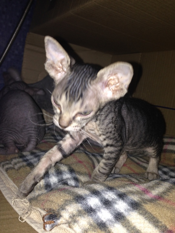 Наши малышастики!!!