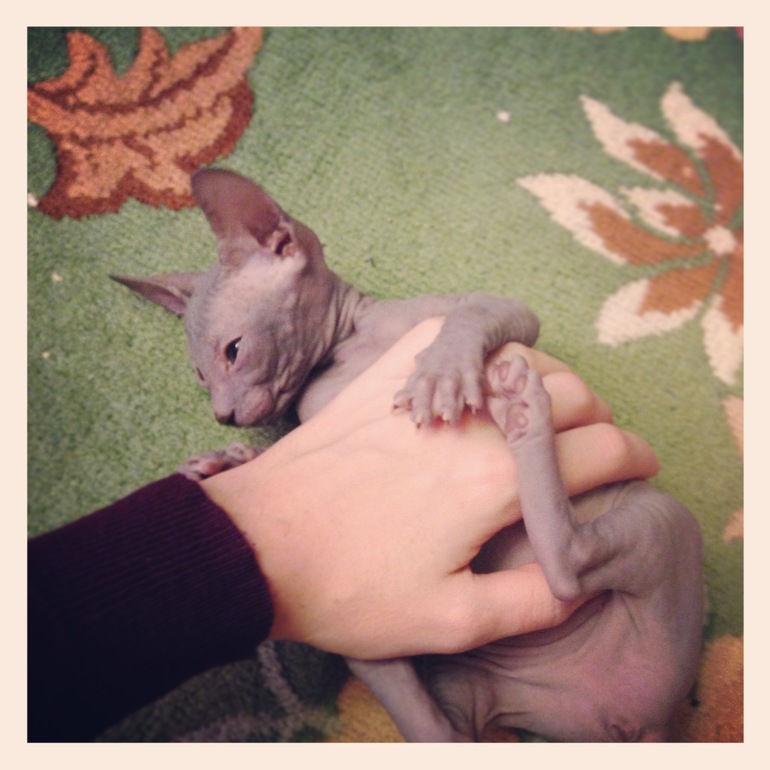 Ушастики наши любимые!