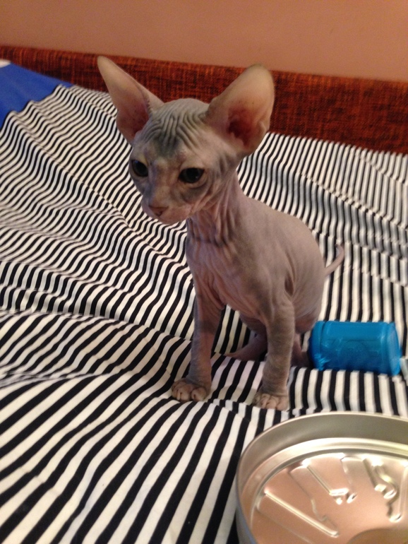 Ушастики наши любимые!