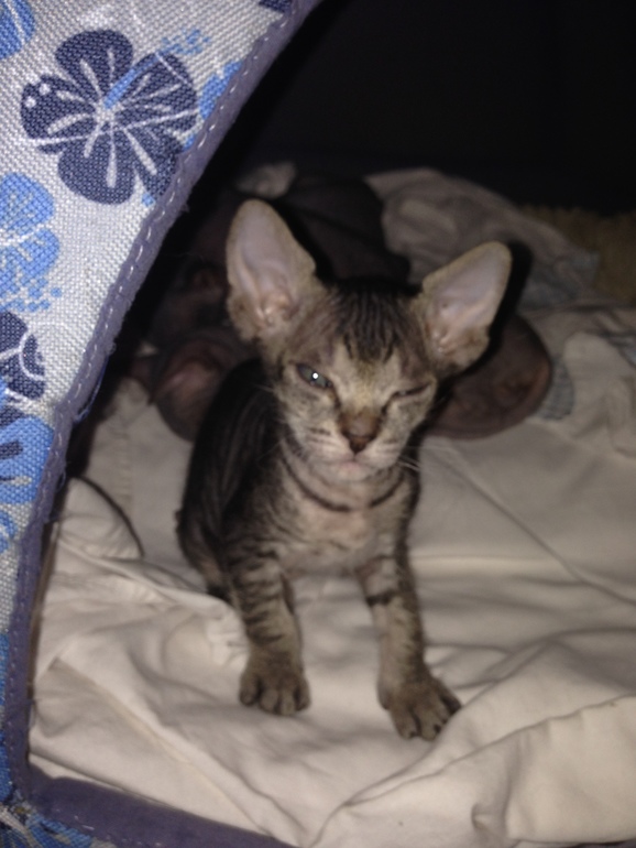 1 месяц ушастикам!!!))